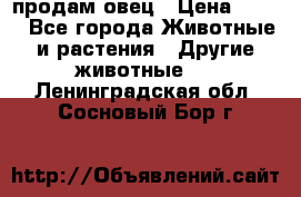  продам овец › Цена ­ 100 - Все города Животные и растения » Другие животные   . Ленинградская обл.,Сосновый Бор г.